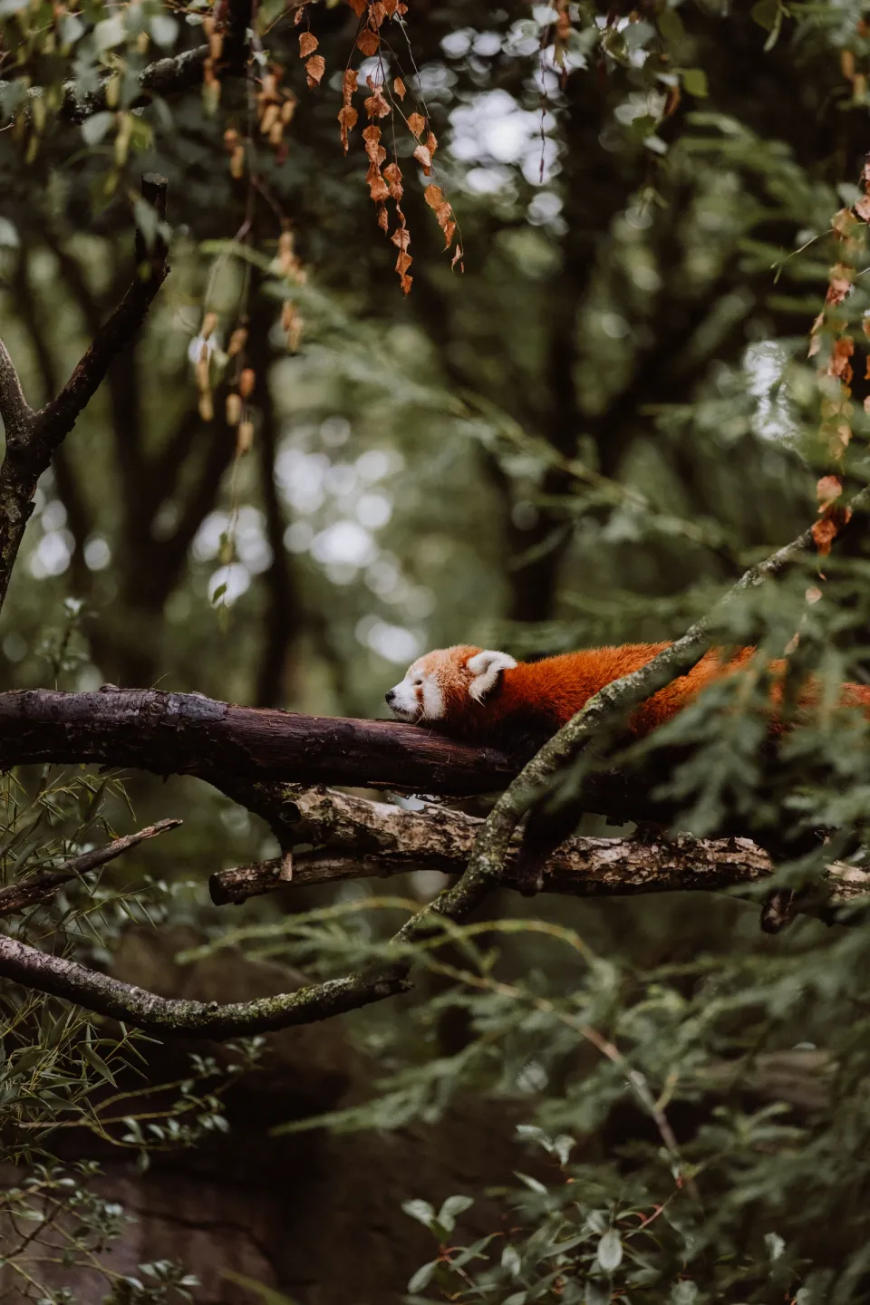 A red panda asleep on a branch among green leaves.